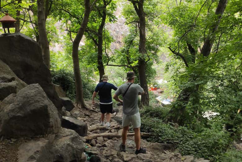 Forests in the Atlas Mountains