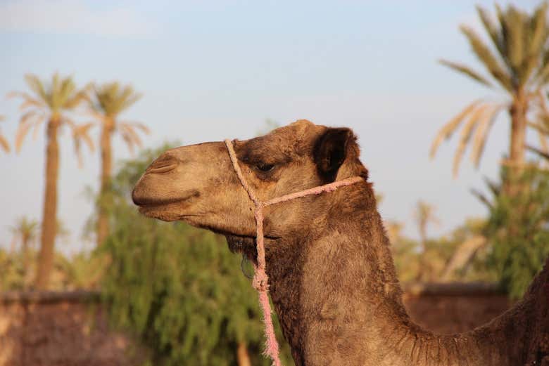 Up close to camels in Marrakech