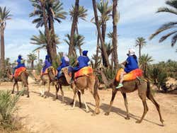 Camels in Marrakech's Palm Grove