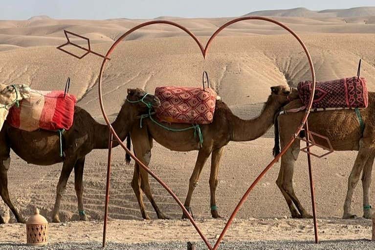 Our trusty herd of camels