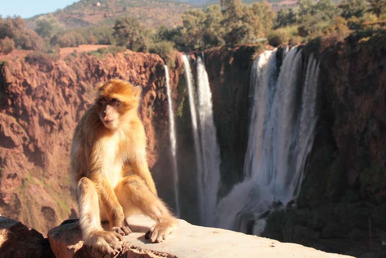Monkeys around the Ouzoud Waterfalls